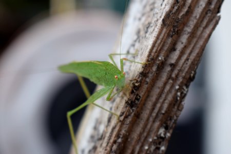 Insect Macro Photography Plant Stem Close Up photo