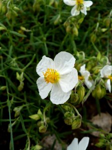 Flower Flora Plant Evening Primrose