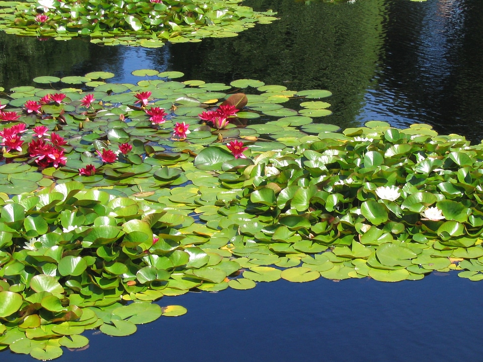Lake aquatic plant water lilies