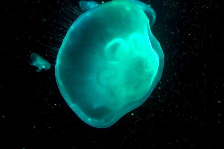 Jellyfish Cnidaria Aqua Organism