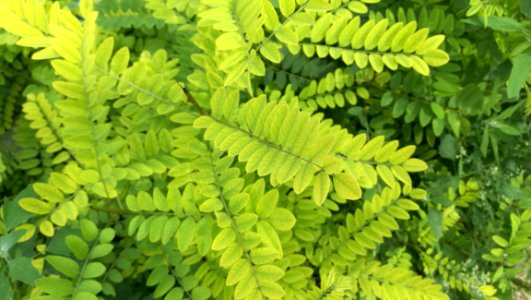 Vegetation Ecosystem Plant Leaf