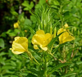 Flower Plant Evening Primrose Large Flowered Evening Primrose photo