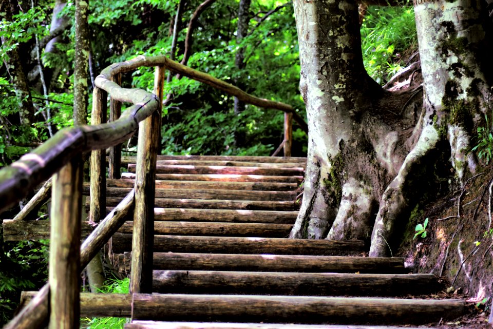 Nature Tree Plant Path photo