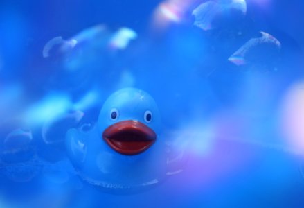 Blue Water Underwater Marine Biology photo