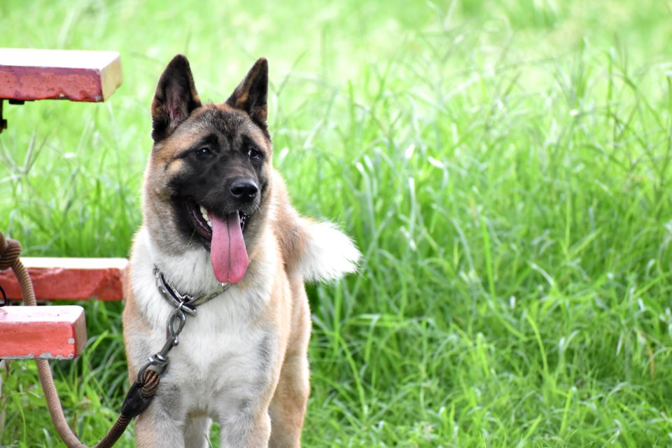 Dog Dog Breed Dog Like Mammal Dog Breed Group