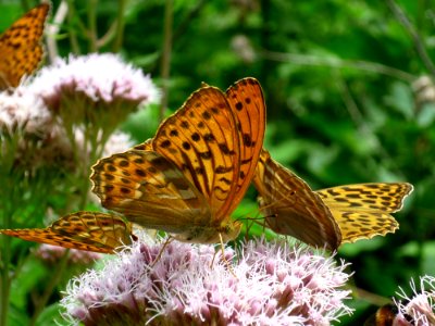 Butterfly Moths And Butterflies Insect Brush Footed Butterfly photo