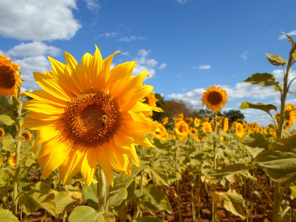 Field flower yellow photo