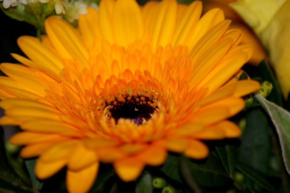 Flower Yellow Flora Gerbera