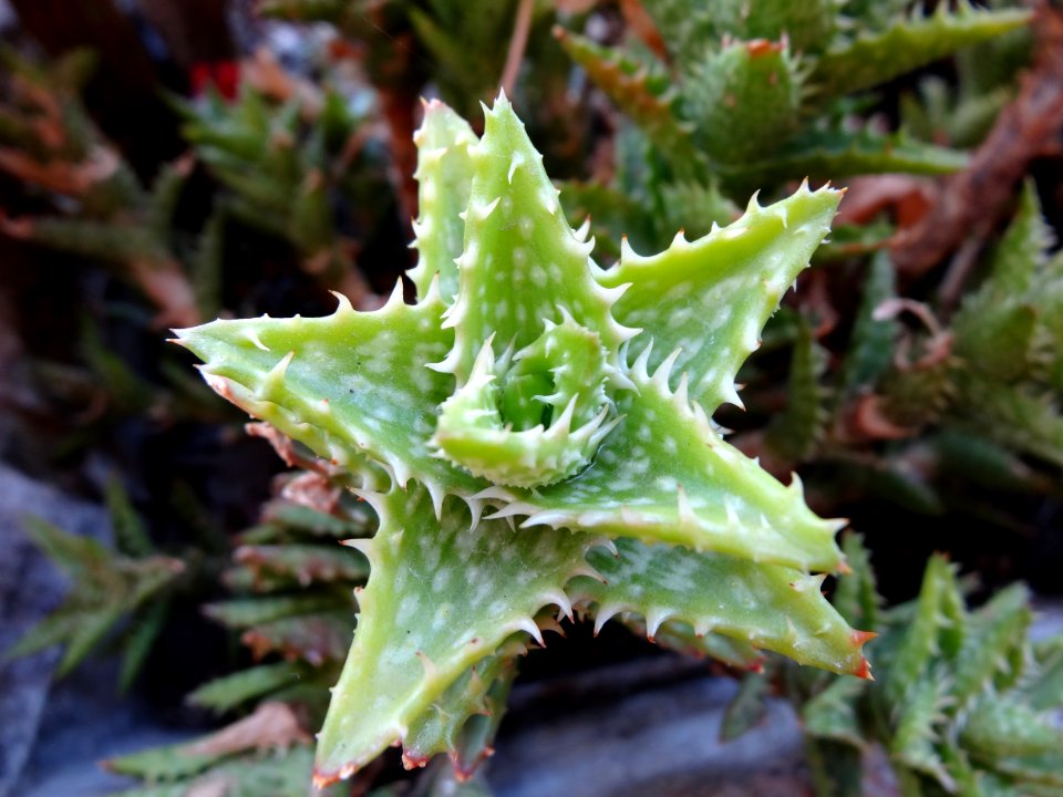 Plant Aloe Xanthorrhoeaceae Thorns Spines And Prickles