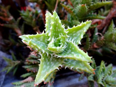 Plant Aloe Xanthorrhoeaceae Thorns Spines And Prickles