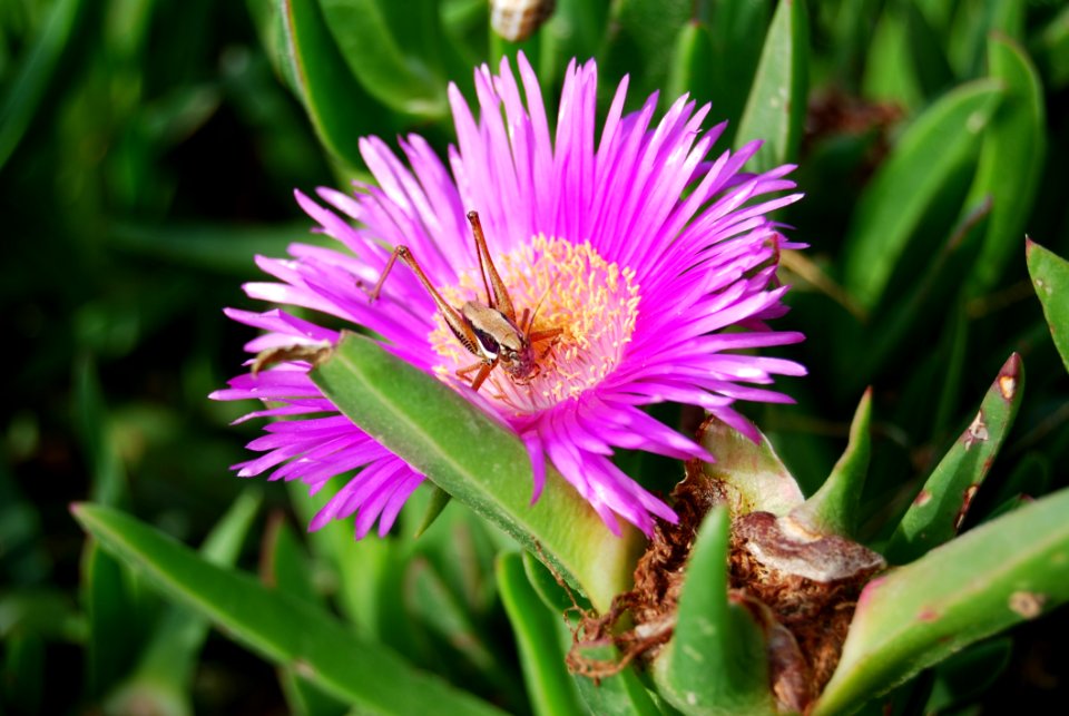 Flower Pigface Carpobrotus Glaucescens Ice Plant