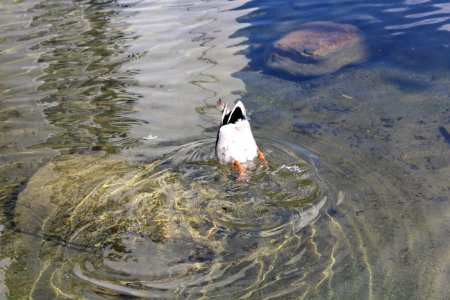 Bird Water Duck Water Bird
