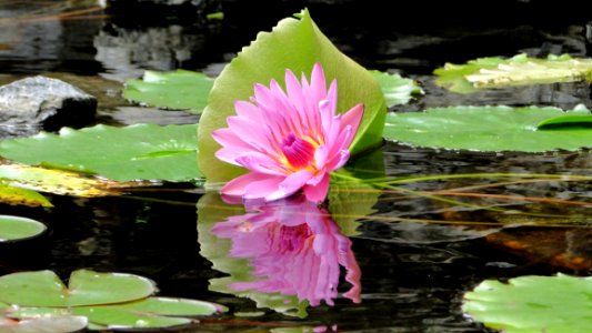 Flower Plant Flora Aquatic Plant