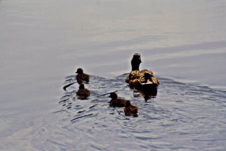 Duck Water Fauna Bird photo