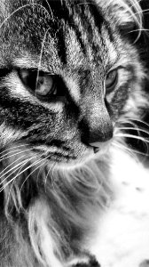 Cat Whiskers Black And White Black