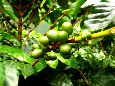 Vegetation Fruit Tree Plant Fruit