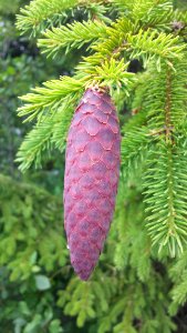 Spruce Tree Pine Family Leaf