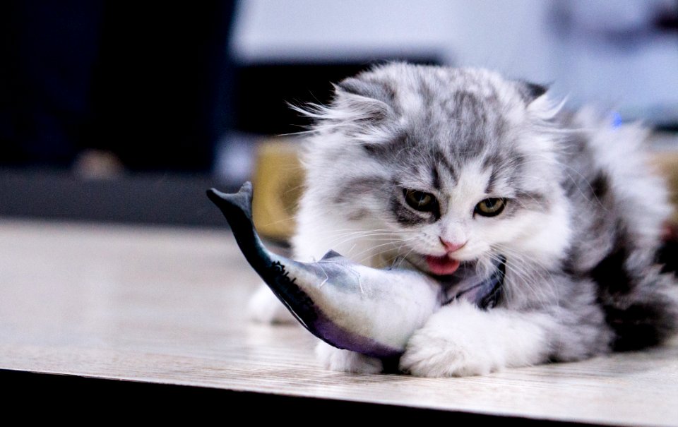 Cat Mammal Small To Medium Sized Cats Vertebrate
