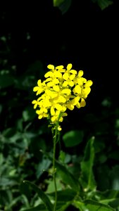 Flower Plant Yellow Flora