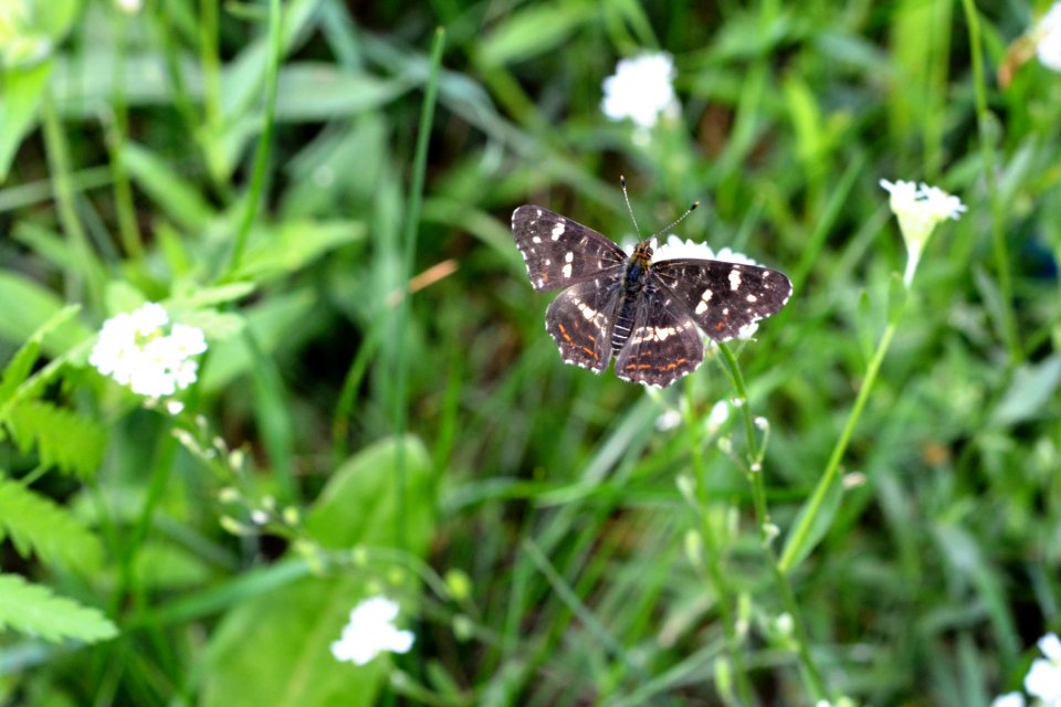 Butterfly Moths And Butterflies Insect Invertebrate