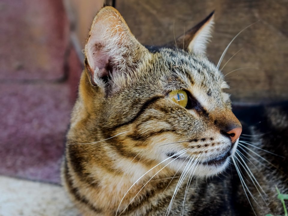 Cat Whiskers Dragon Li Fauna