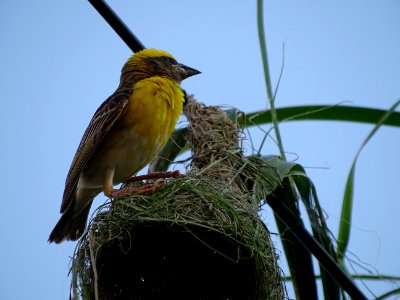 Bird Fauna Beak Wildlife