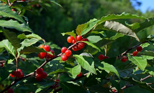 Plant Cherry Aquifoliaceae Buffaloberries photo