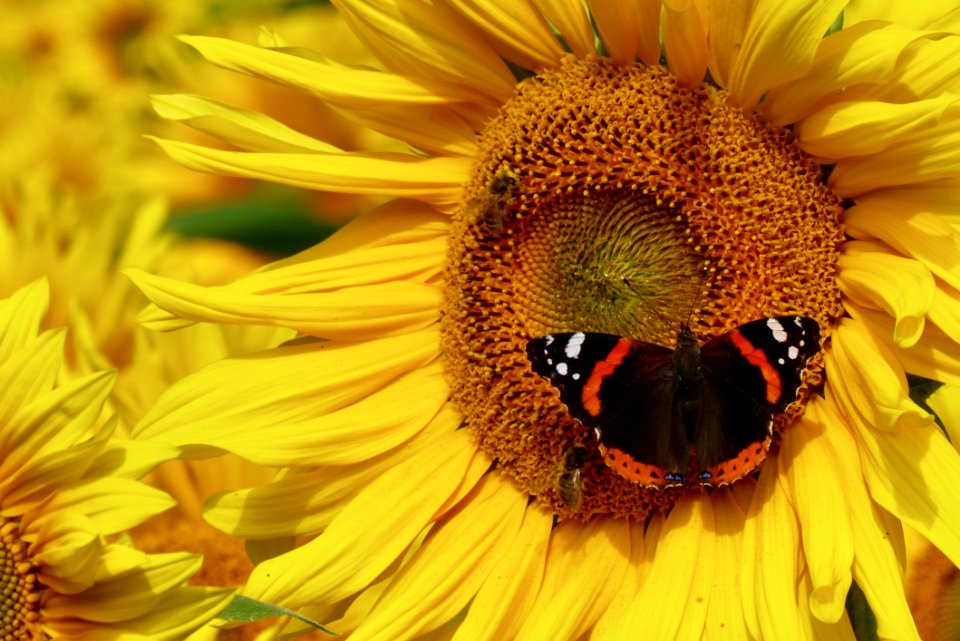 Flower Sunflower Honey Bee Yellow