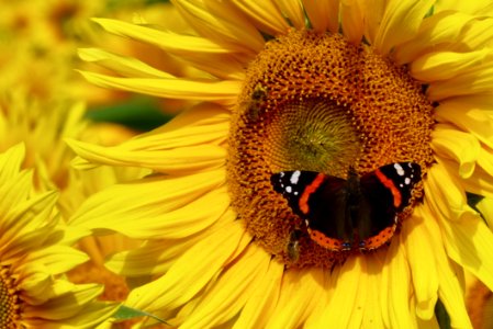Flower Sunflower Honey Bee Yellow photo
