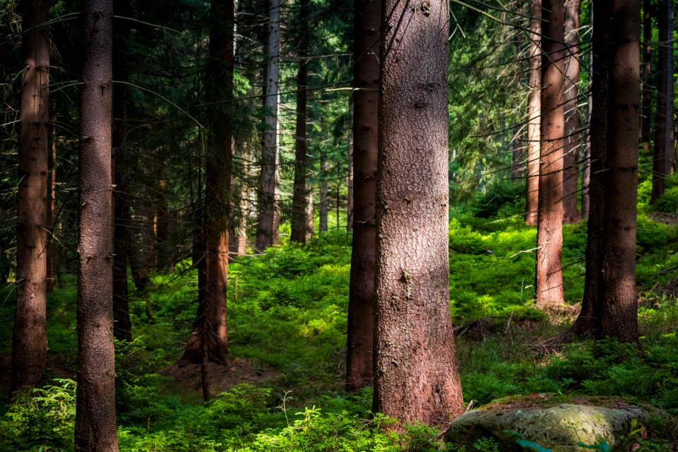 Forest Ecosystem Spruce Fir Forest Woodland photo