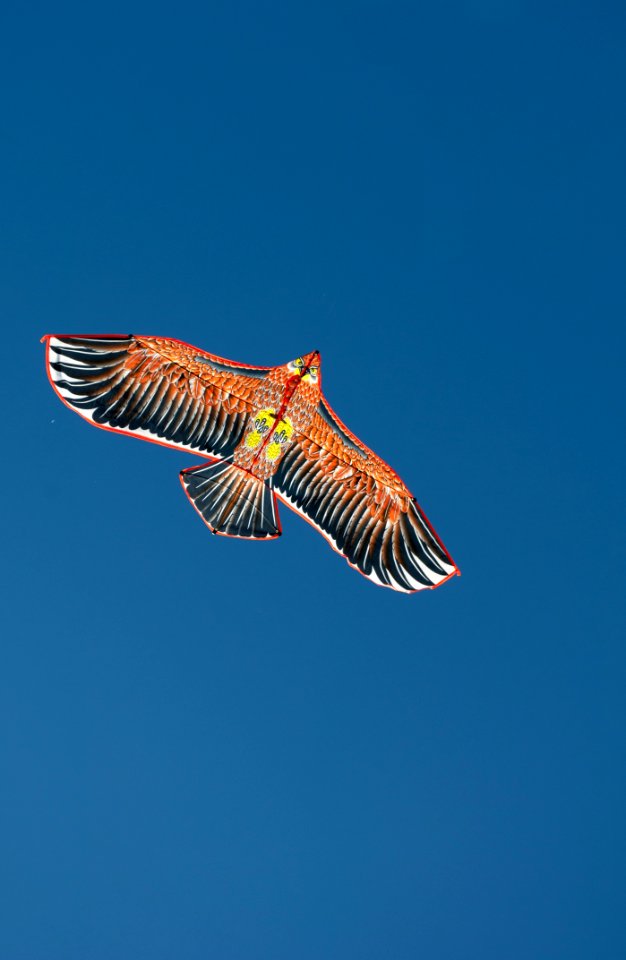 Sky Fauna Bird Beak