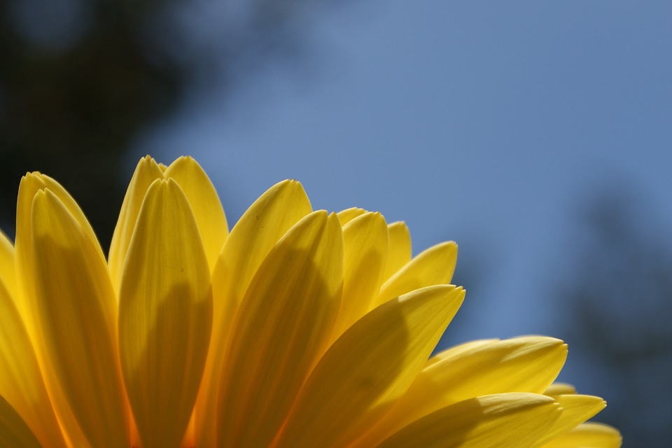 Flower spring plant
