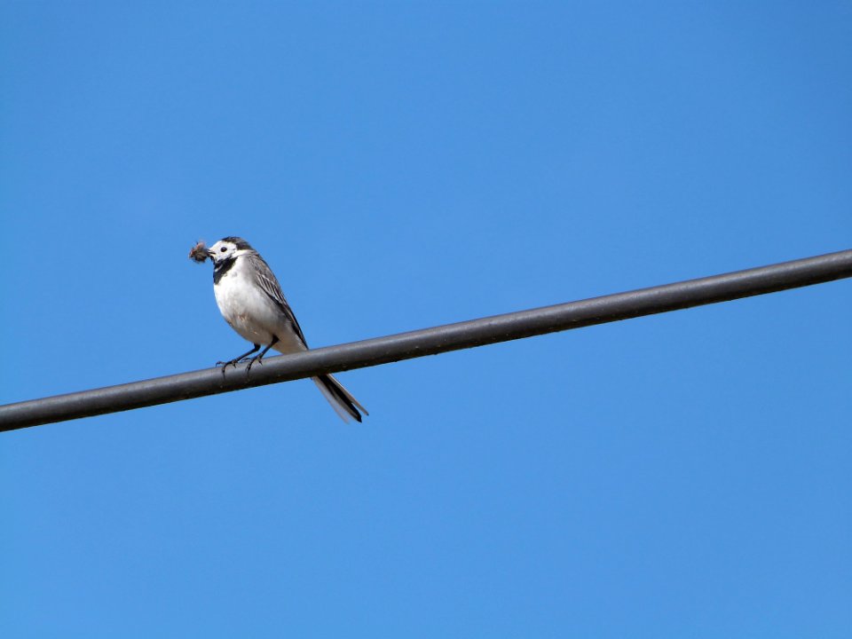 Bird Sky Fauna Beak