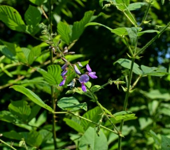Plant Flower Flora Flowering Plant