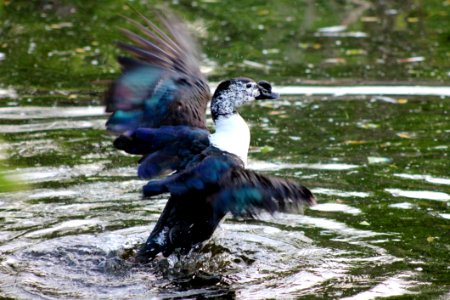 Bird Water Fauna Duck photo