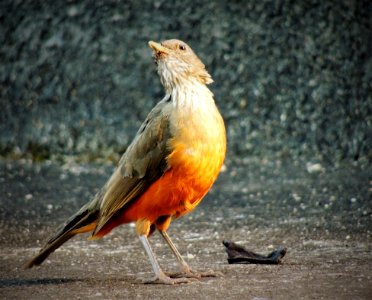 Bird Fauna Beak Wildlife
