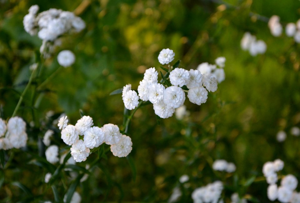 Flower Yarrow Plant Viburnum