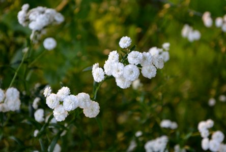 Flower Yarrow Plant Viburnum