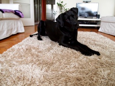 Dog Dog Like Mammal Dog Breed Flooring