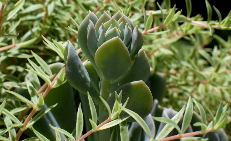 Plant Flora Cactus Agave