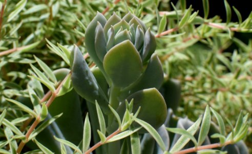 Plant Flora Cactus Agave photo