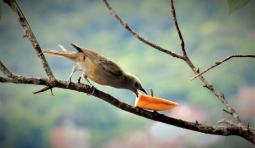 Bird Beak Fauna Branch photo