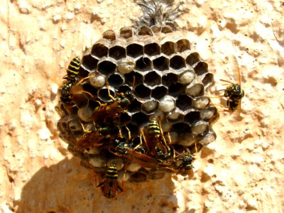 Invertebrate Insect Membrane Winged Insect Wasp