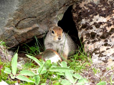 Fauna Mammal Squirrel Terrestrial Animal photo