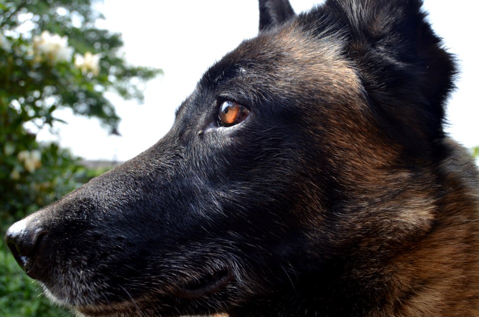 Dog Dog Like Mammal Dog Breed Dog Breed Group