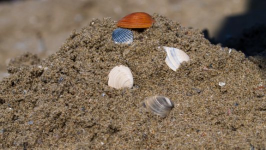 Soil Fauna Seashell Veneroida