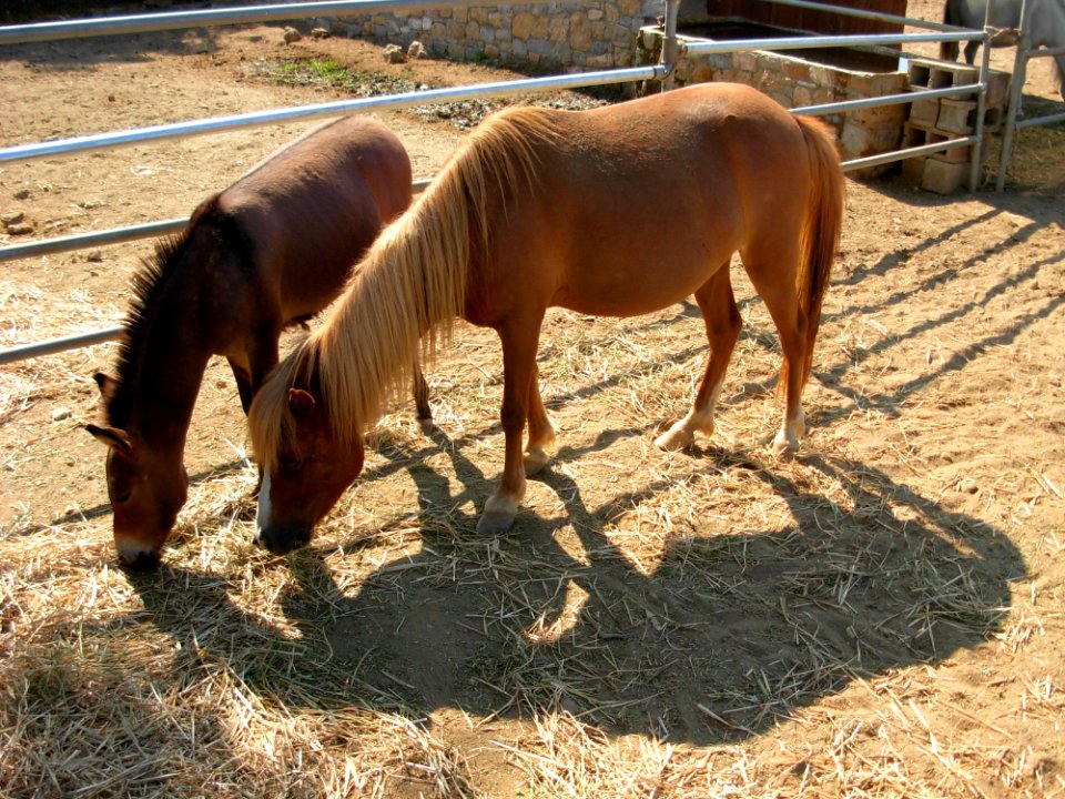 Horse Horse Like Mammal Mare Mane
