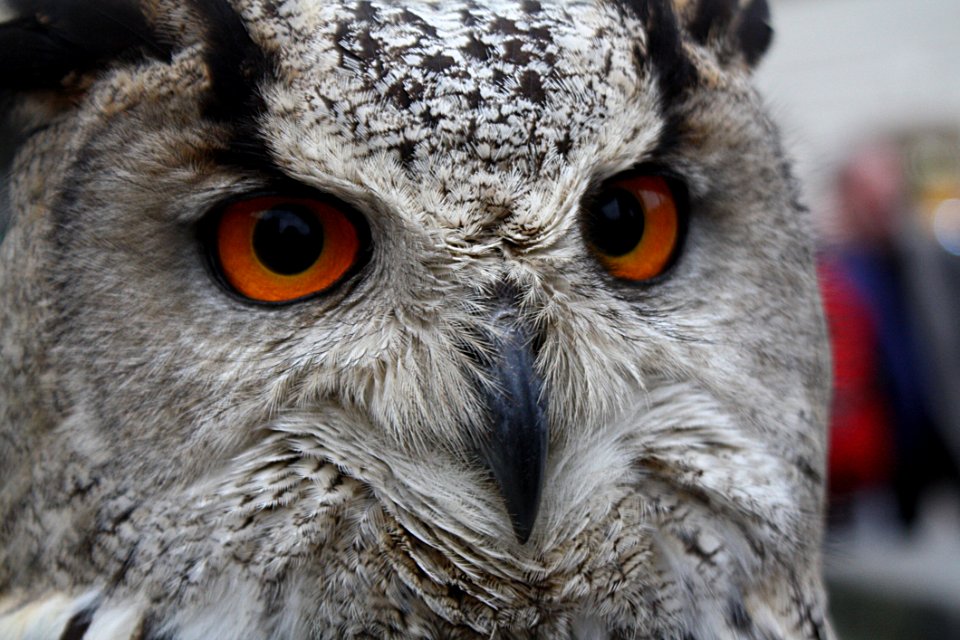 Owl Beak Bird Bird Of Prey
