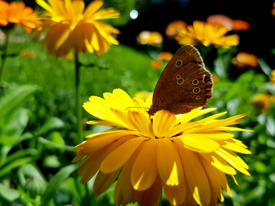 Flower Butterfly Yellow Moths And Butterflies
