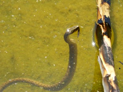 Fauna Beak Water Fish Pond